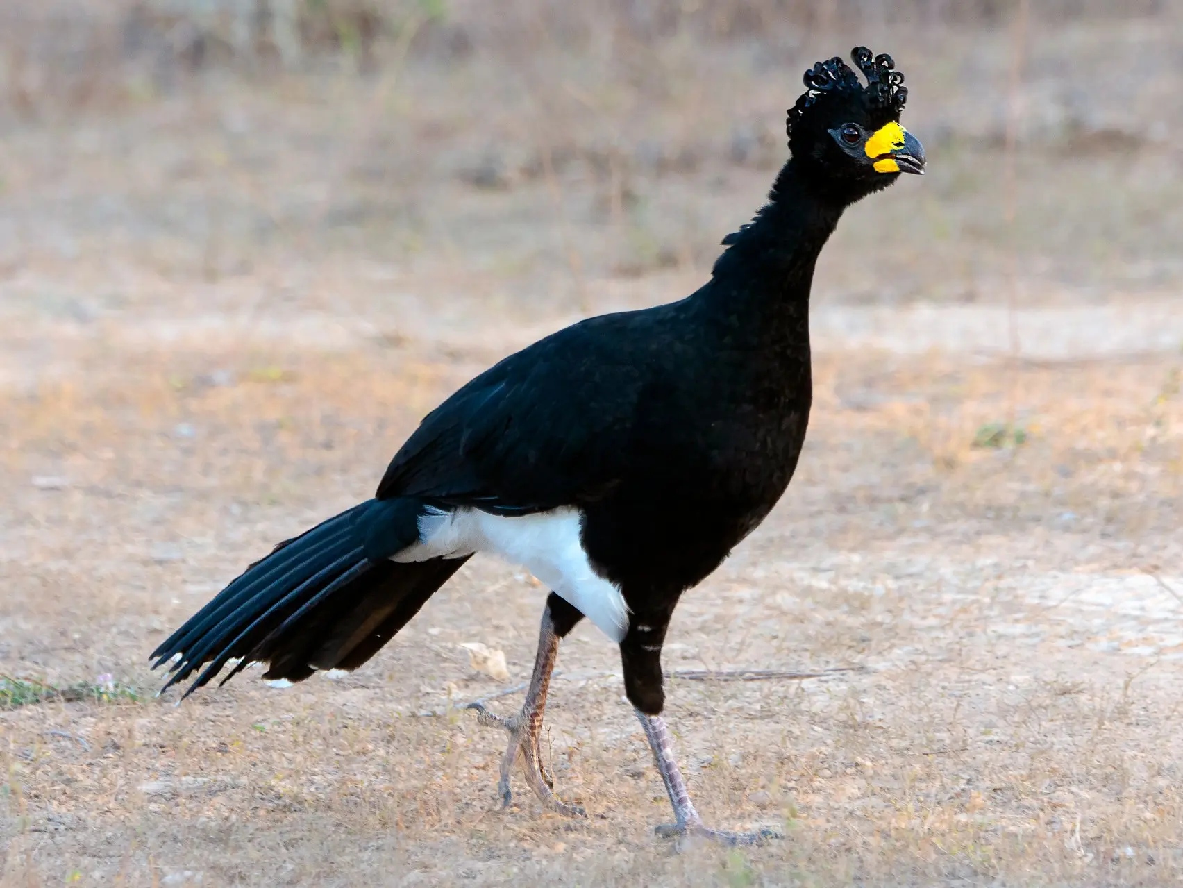 Ave Negra Del Chaco Boliviano Tesoro Natural En Peligro Loros Y