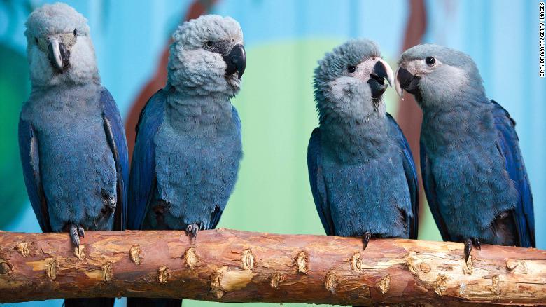 como se llama la dueña del guacamayo de rio - Cómo se llama la esposa de Rafael en Río