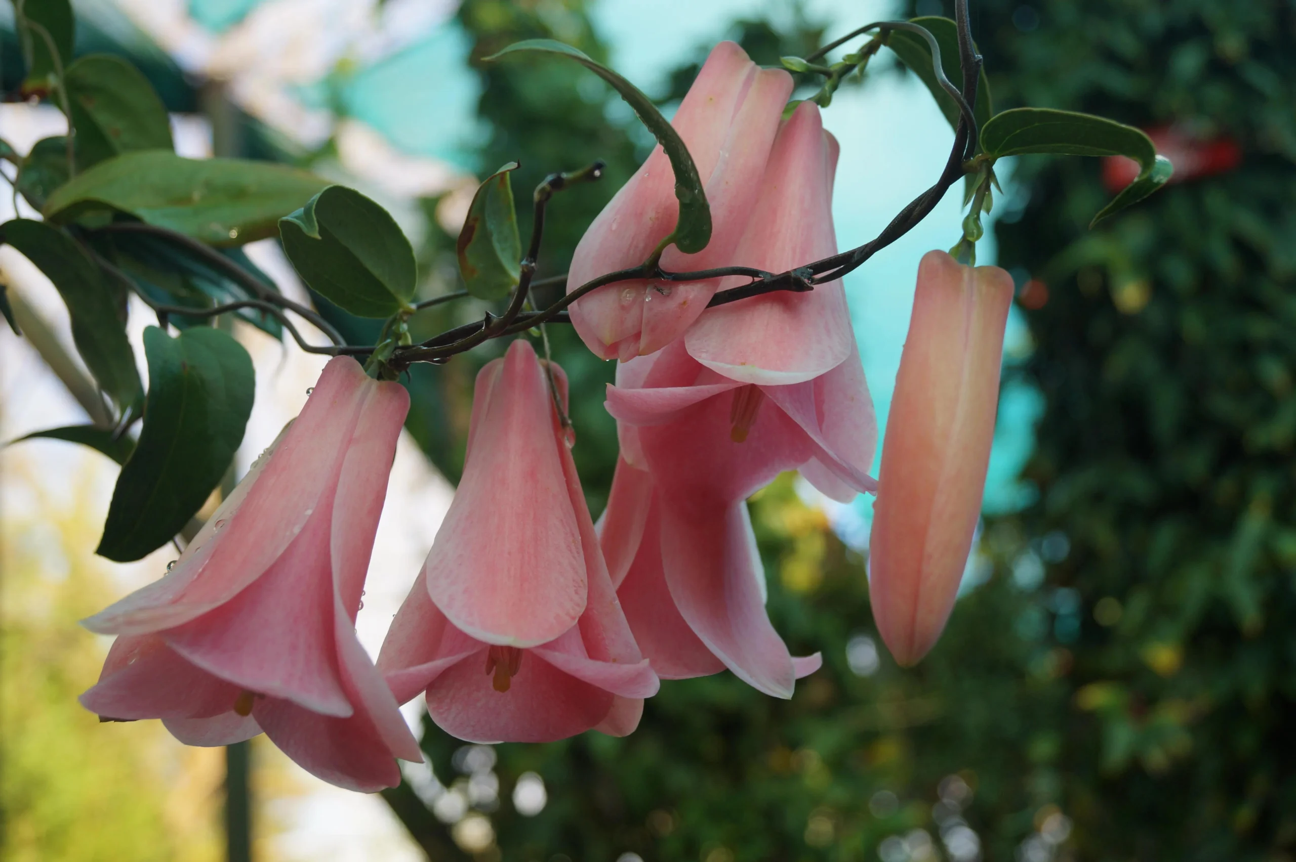 Ave y Flor Nacional de Chile: El Copihue - Cómo se llama la flor tradicional de Chile ave y flor nacional de chile - Cómo se llama la flor tradicional de Chile