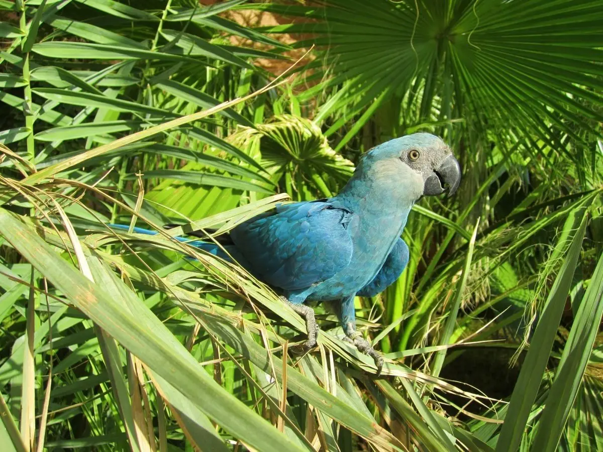 ave trepadora especie de papagayo - Cómo se llama la hembra del Papagayo