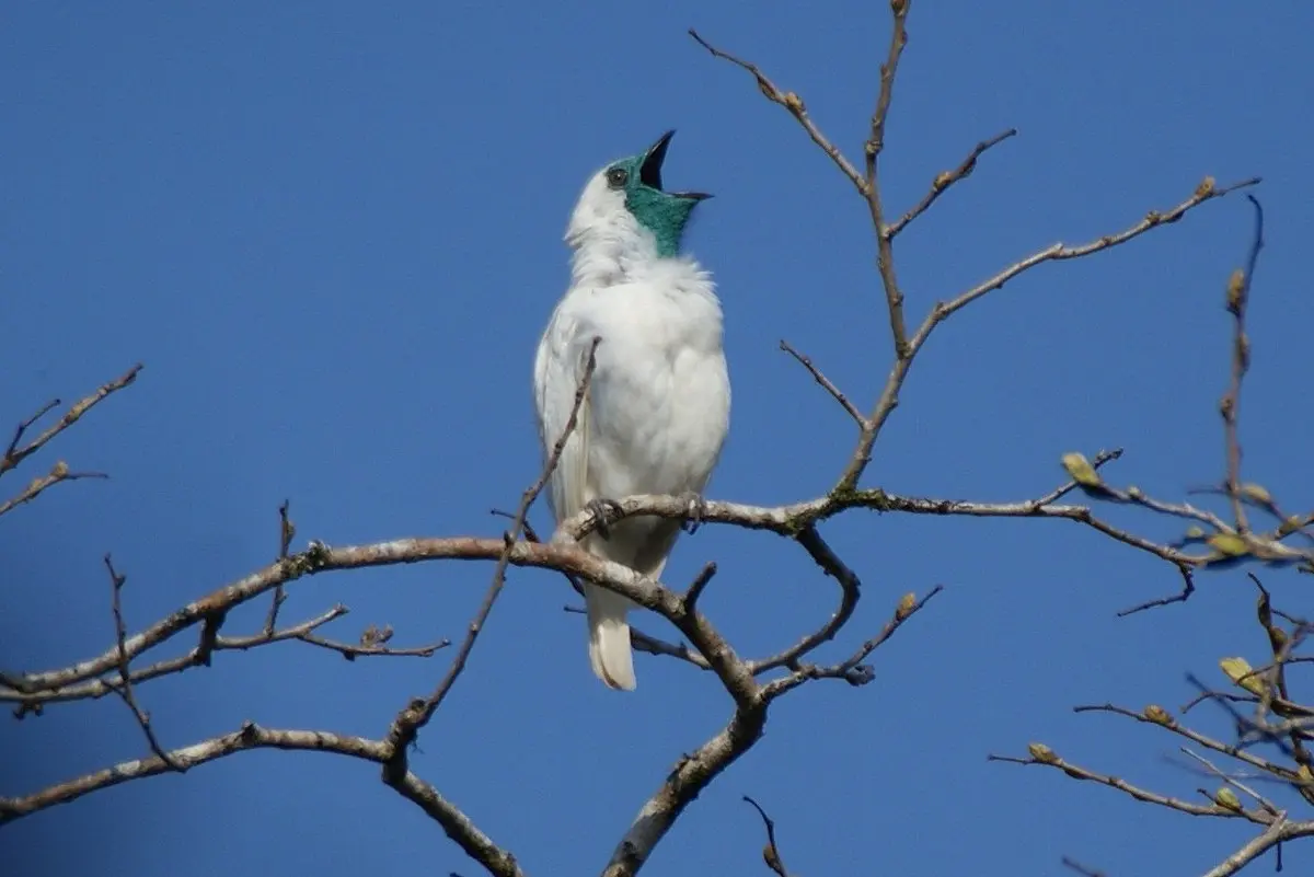 campanario parece un pajaro - Cómo se llama la lechuza blanca