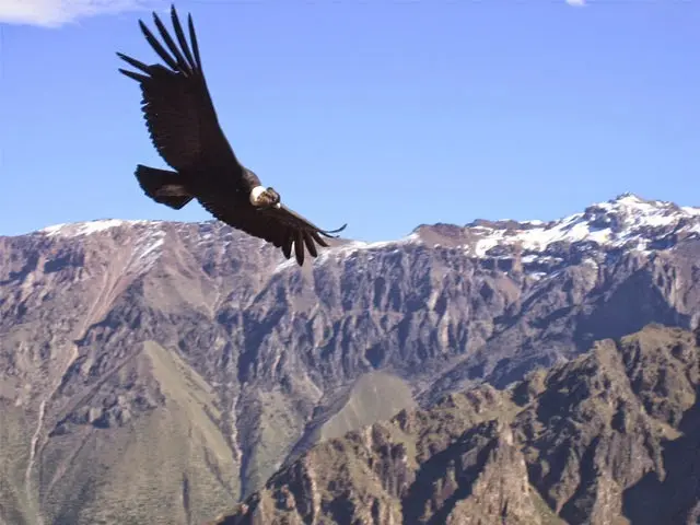 Ave que habita en las altas montañas andinas - Cómo se llama la montaña más alta de la Cordillera de los Andes ave que habita en las altas montañas andinas - Cómo se llama la montaña más alta de la Cordillera de los Andes