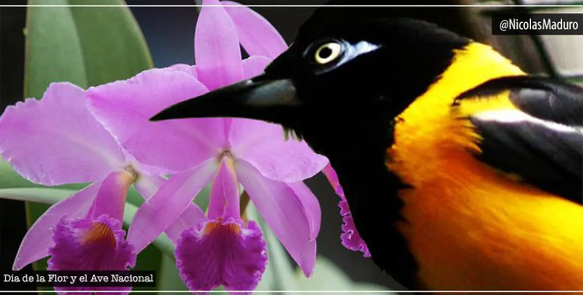 Ave, Flor y Árbol Nacional de Venezuela - Cómo se llama la orquídea de Venezuela ave flor y arbol nacional de venezuela - Cómo se llama la orquídea de Venezuela