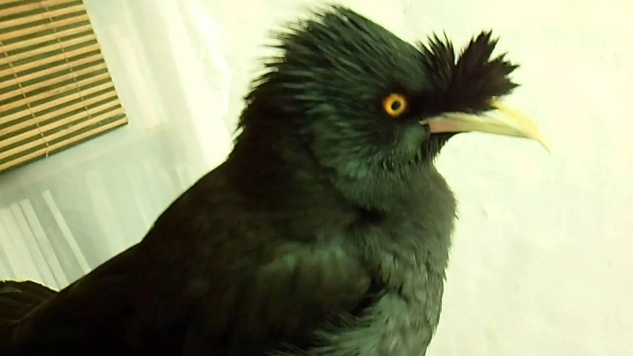 ave negra habladora - Cómo se llama la parte inferior de un tejado