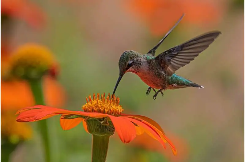 polinizacion por aves - Cómo se llama la polinización por animales