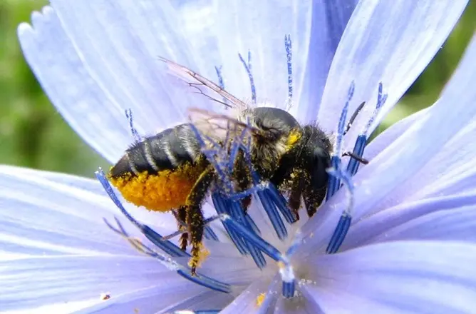 como ayudan los insectos y aves a las plantas - Cómo se llama la relación que beneficia a las aves e insectos polinizadores y las plantas