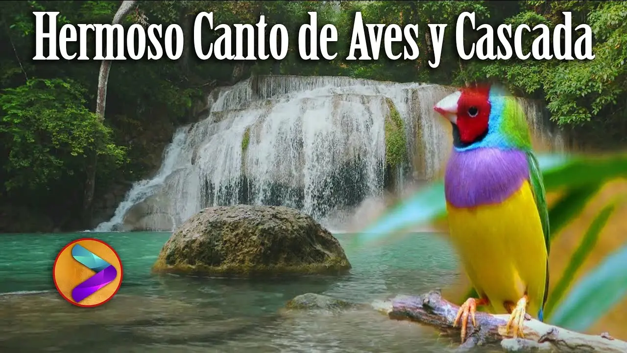Sonido de pájaros y agua para relajación: Un escape natural para el estrés - Cómo se llama los sonidos para relajarse sonido pajaros y agua para relajacion - Cómo se llama los sonidos para relajarse