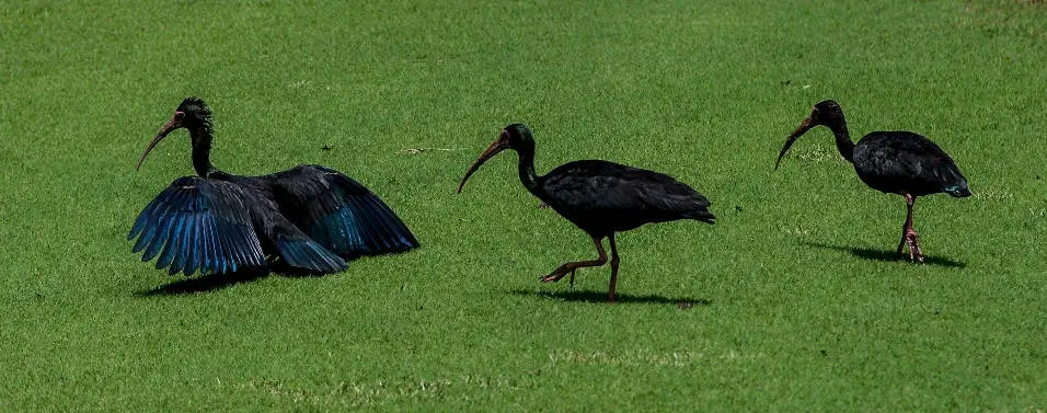 ave negra - Cómo se llama un pájaro negro con pico largo