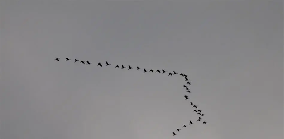 congunto de pajaros - Cómo se llama una pequeña bandada de pájaros