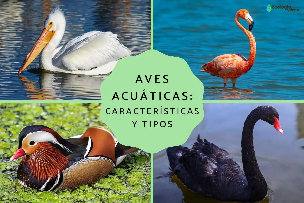 aves acuaticas nombres - Cómo se llaman las aves acuáticas