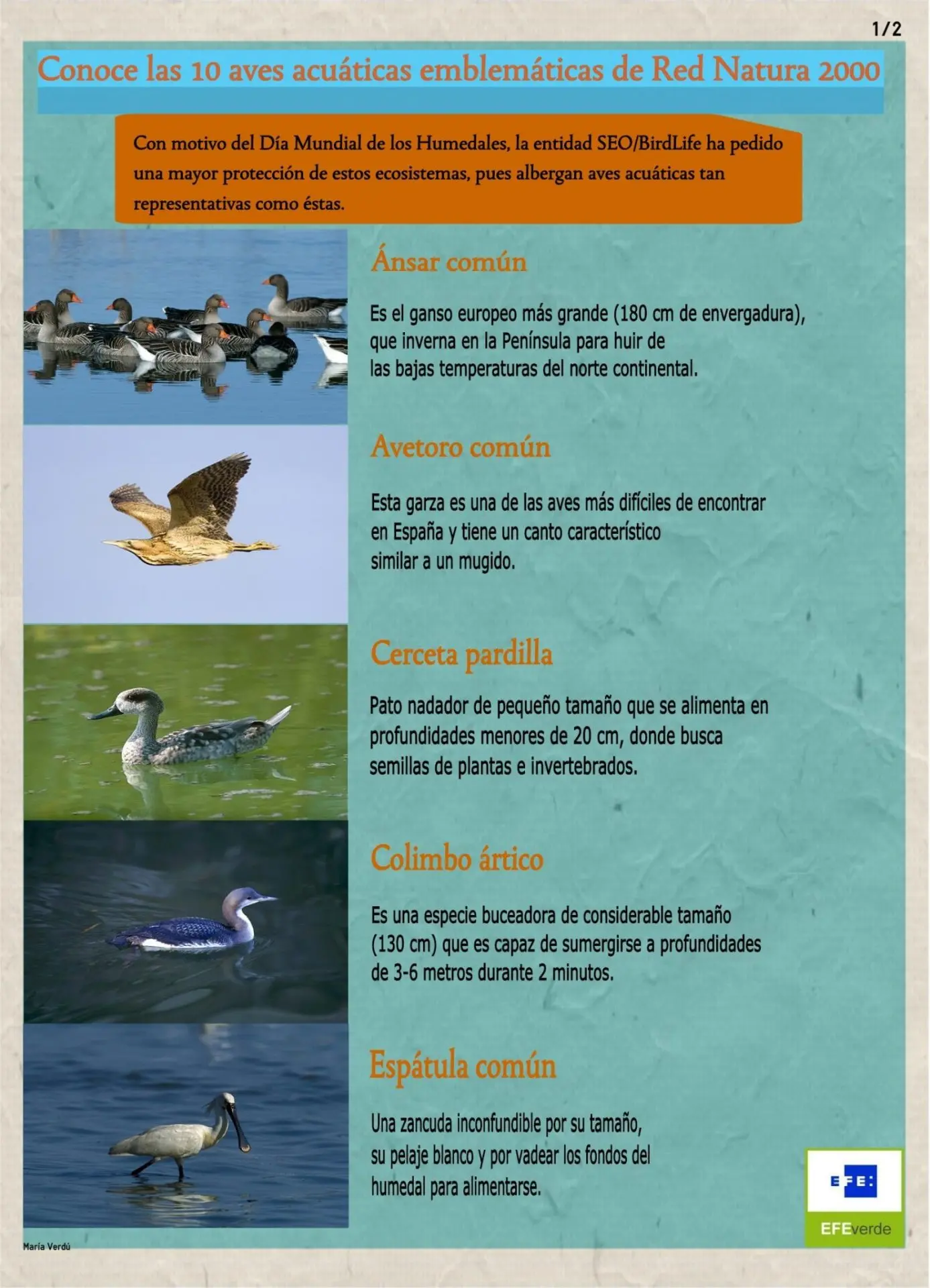 nombre aves acuaticas - Cómo se llaman las aves acuáticas