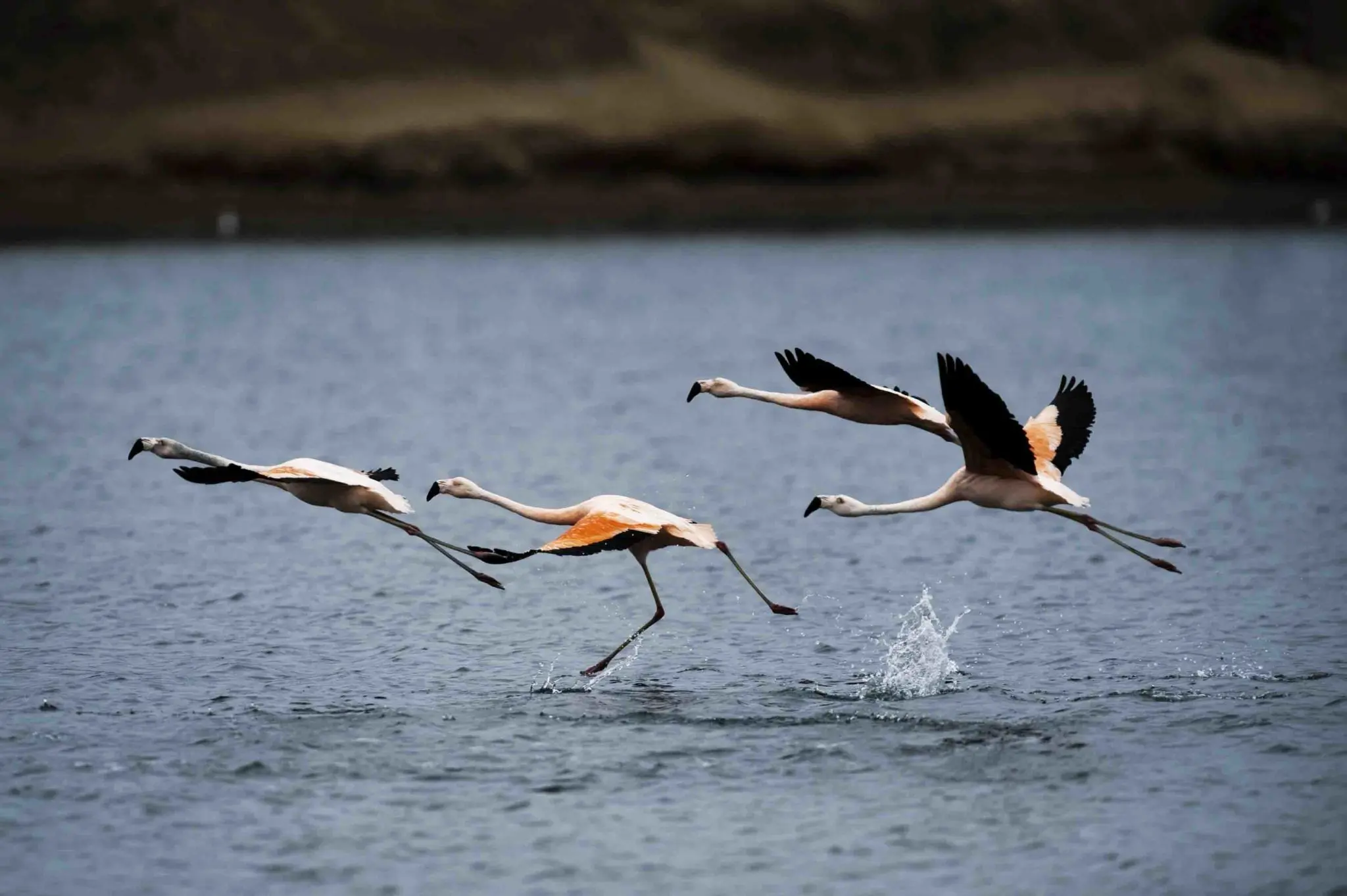 ave blanca y roja - Cómo se llaman las aves con alas rojas y pecho blanco