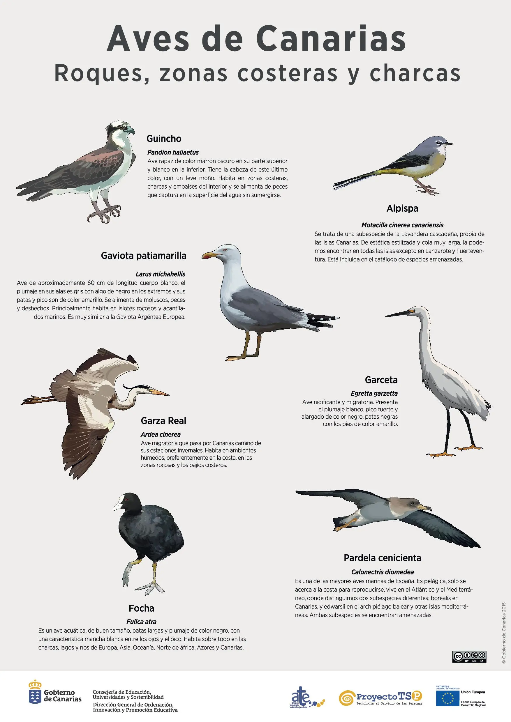 nombres de aves de mar - Cómo se llaman las aves del mar
