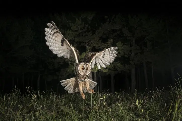 Autillo ave nocturna: una especie maravilloso - Cómo se llaman las aves nocturnas autillo ave nocturna crucigrama - Cómo se llaman las aves nocturnas