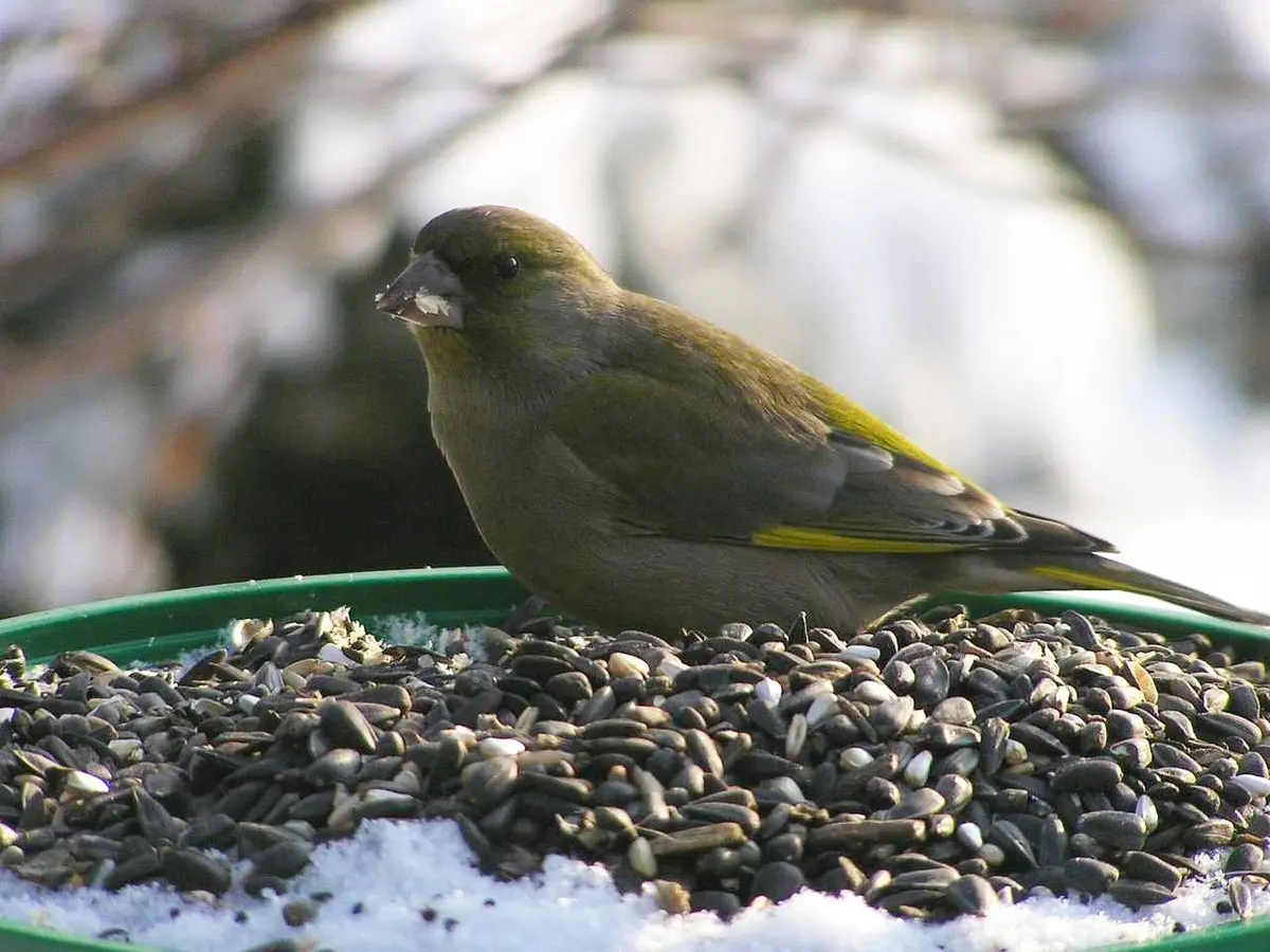 aves que se alimentan de semillas - Cómo se llaman las aves que comen granos