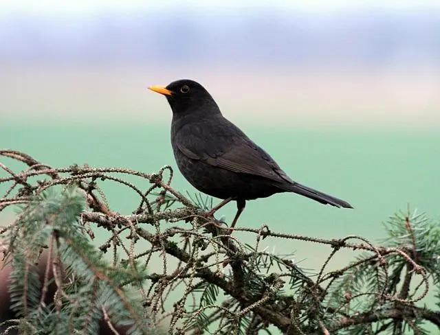 ave comiendo insectos - Cómo se llaman las aves que comen gusanos