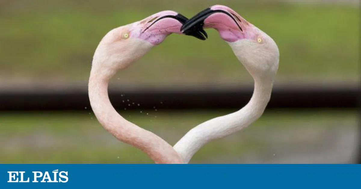 aves rosadas de patas largas como se llaman - Cómo se llaman las aves que son color rosa