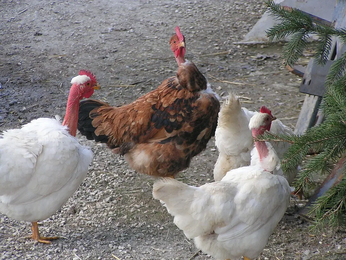 ave con plumas en las patas - Cómo se llaman las gallinas con plumas en la cabeza