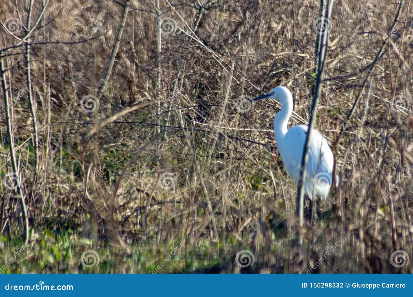 Familia de aves a la que pertenecen las garzas - Cómo se llaman las garzas blancas familia de aves a la que pertenecen las garzas - Cómo se llaman las garzas blancas