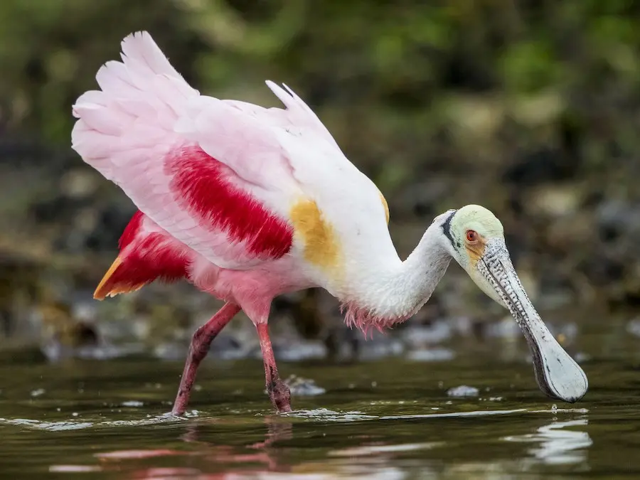 espatulas rosadas aves - Cómo se llaman las garzas de color rosa