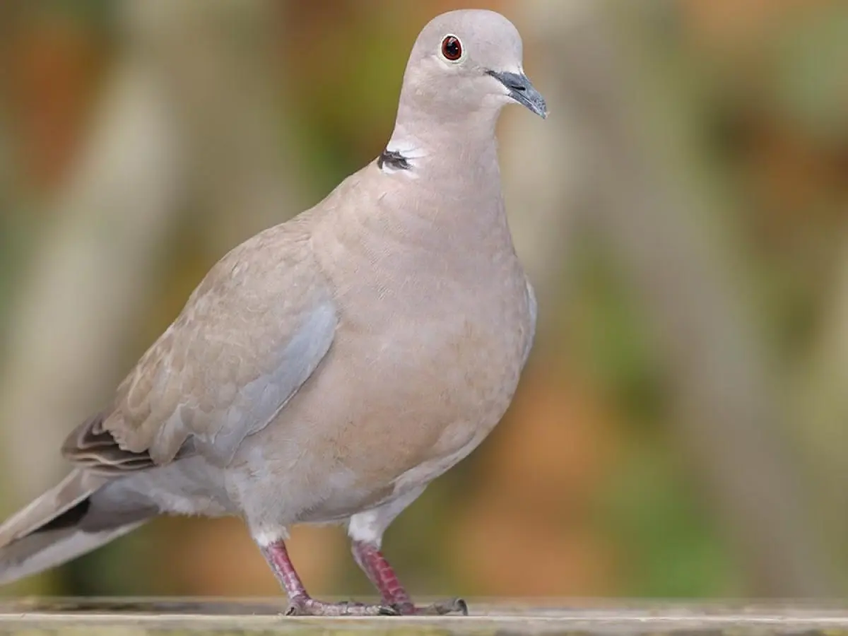 maracaibera ave - Cómo se llaman las palomas con collar
