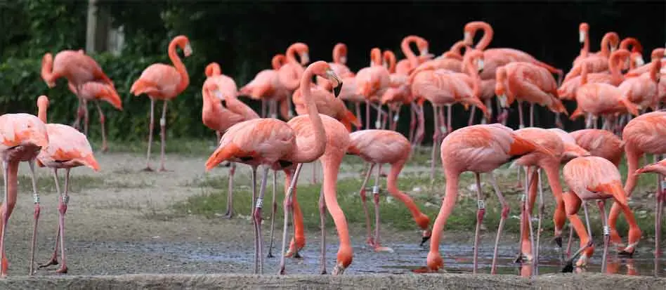 aves rosadas nombres - Cómo se llaman los animales de color rosa