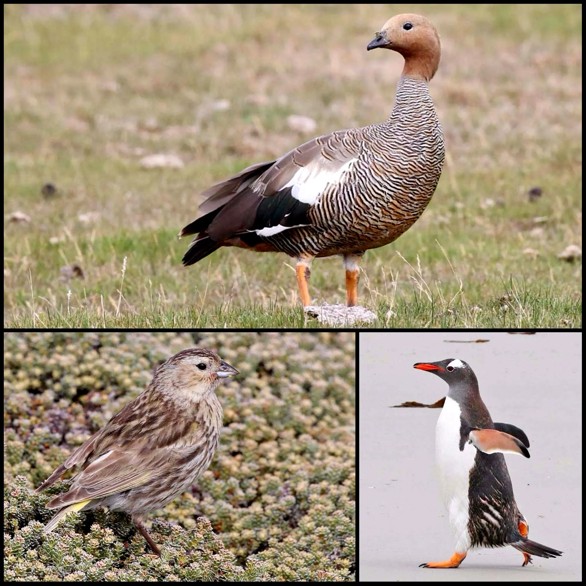 ave nacional de las malvinas - Cómo se llaman los animales de las Islas Malvinas