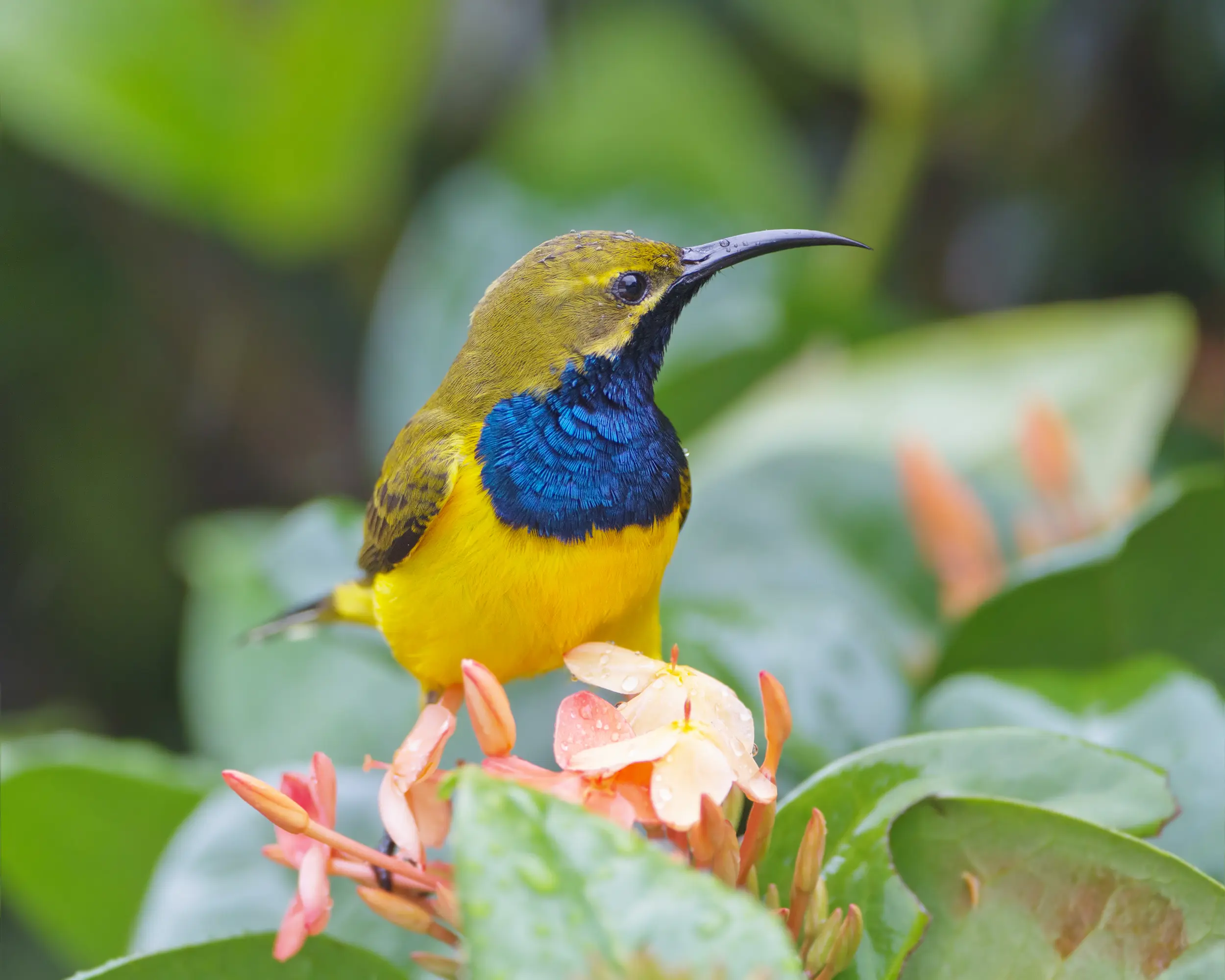 Aves que se alimentan de néctar - Cómo se llaman los animales que comen néctar ave que se alimenta de nectar - Cómo se llaman los animales que comen néctar