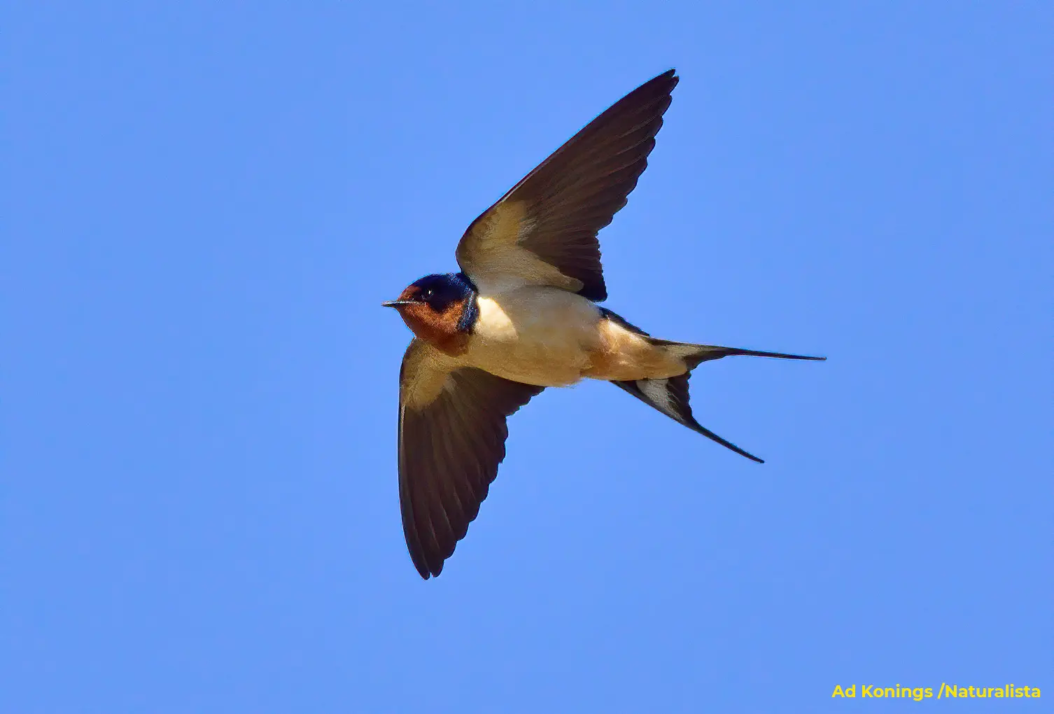 nombres de aves que migran - Cómo se llaman los animales que migran