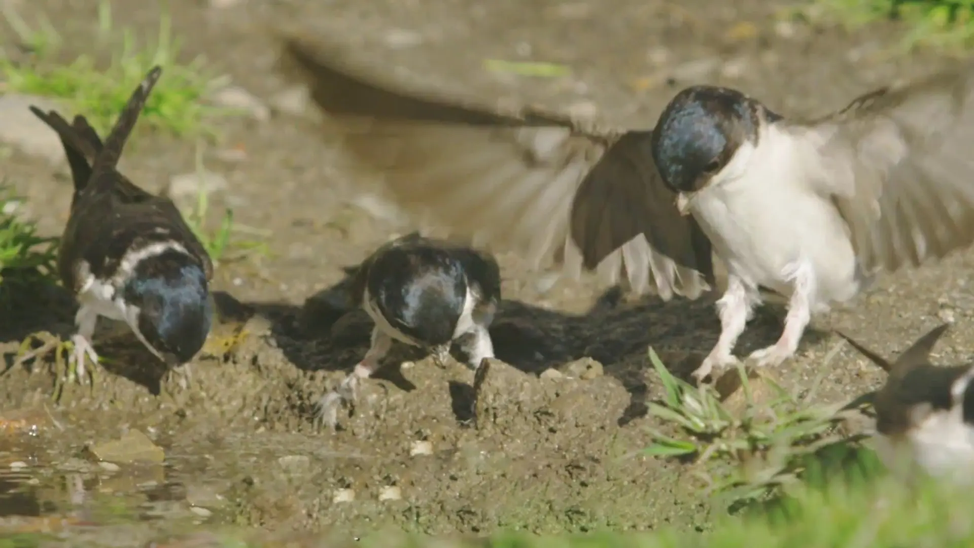 aviones inspirados en aves - Cómo se llaman los pájaros aviones