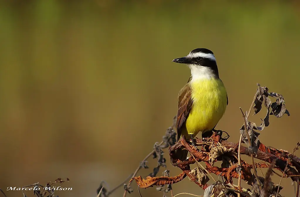 aves de entre rios nombres - Cómo se llaman los pájaros comunes