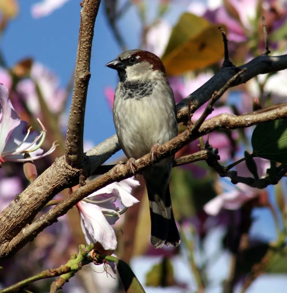 aves comunes de la ciudad de méxico - Cómo se llaman los pájaros de ciudad