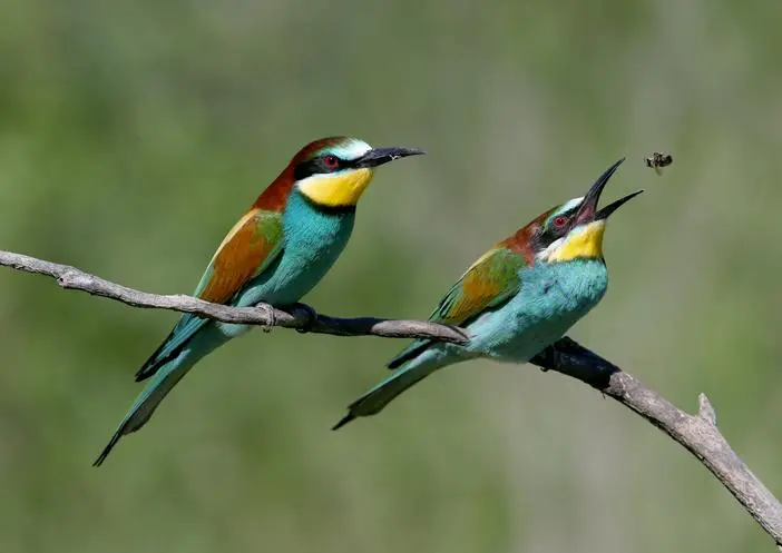 aves insectivoras ejemplos - Cómo se llaman los pájaros insectívoros