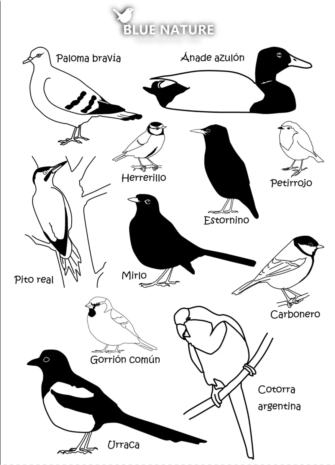 nombres de aves - Cómo se llaman los pájaros más comunes