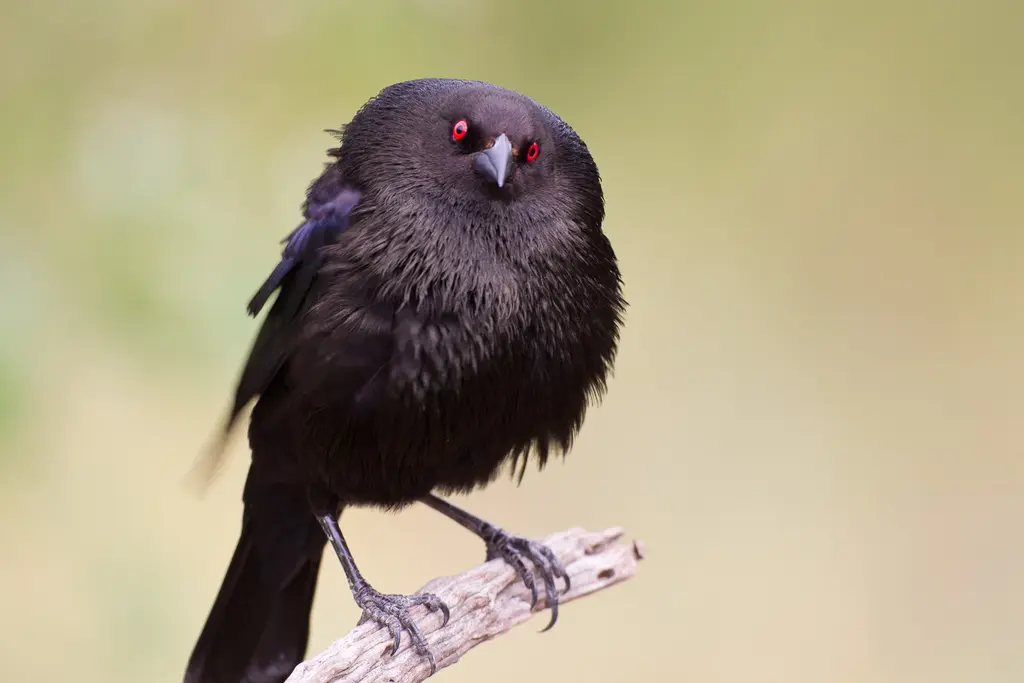 pajaros ojos rojos - Cómo se llaman los pájaros negros con ojos rojos