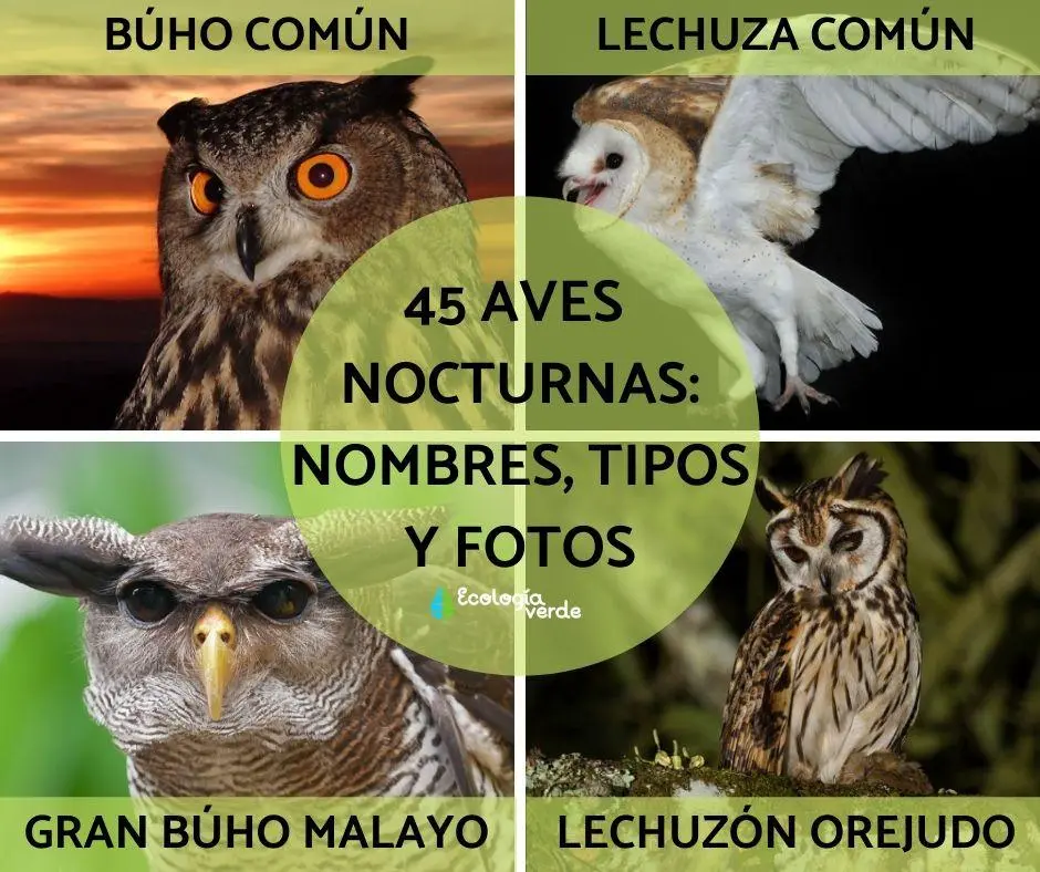 sonidos de aves nocturnas mexico - Cómo se llaman los pájaros nocturnos