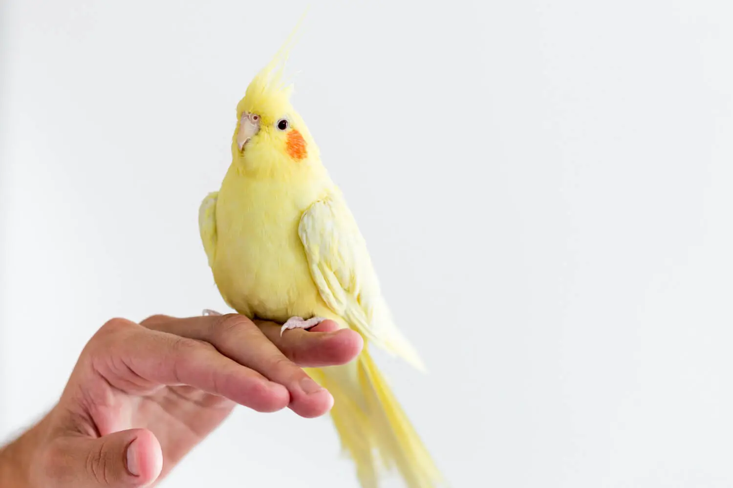 aves pequeñas domesticas - Cómo se llaman los pájaros pequeños