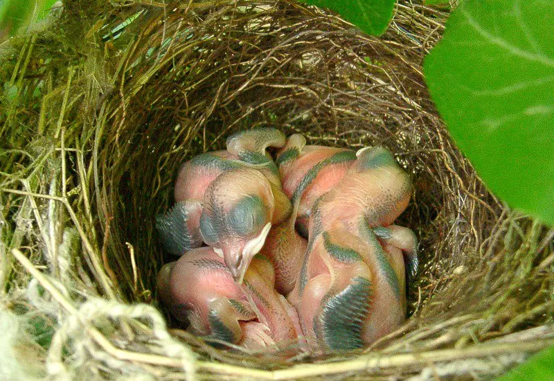 ave pequeña amarilla - Cómo se llaman los pájaros pequeños