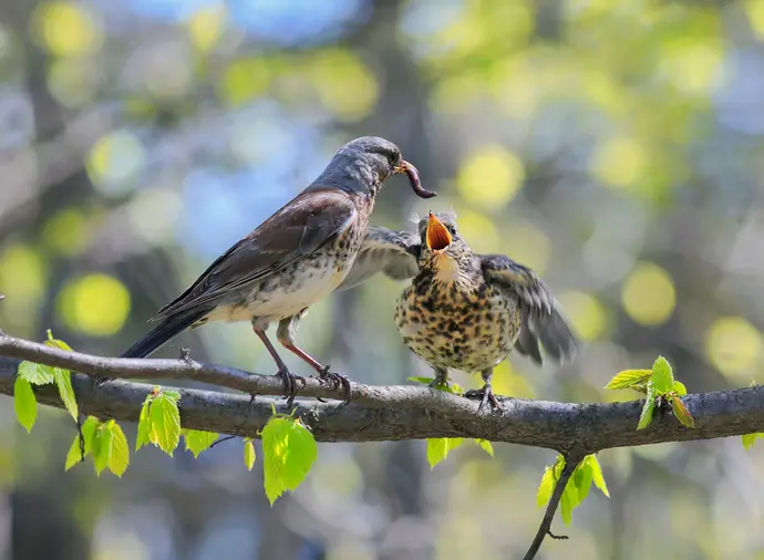 aves comiendo insectos - Cómo se llaman los pájaros que se comen las abejas