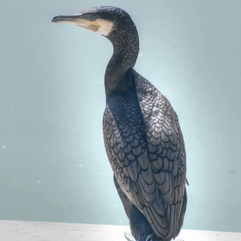 aves acuaticas negras - Cómo se llaman los pájaros que se parecen a los cuervos