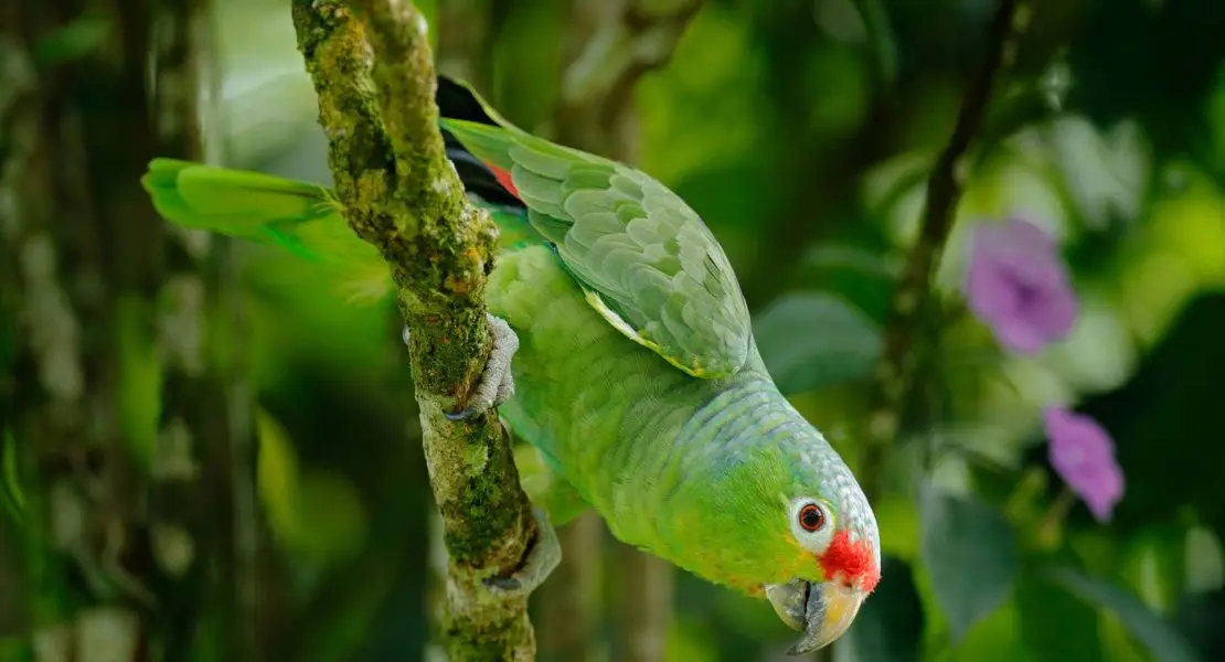 pericos aves que hablan - Cómo se llaman los pericos verdes que hablan