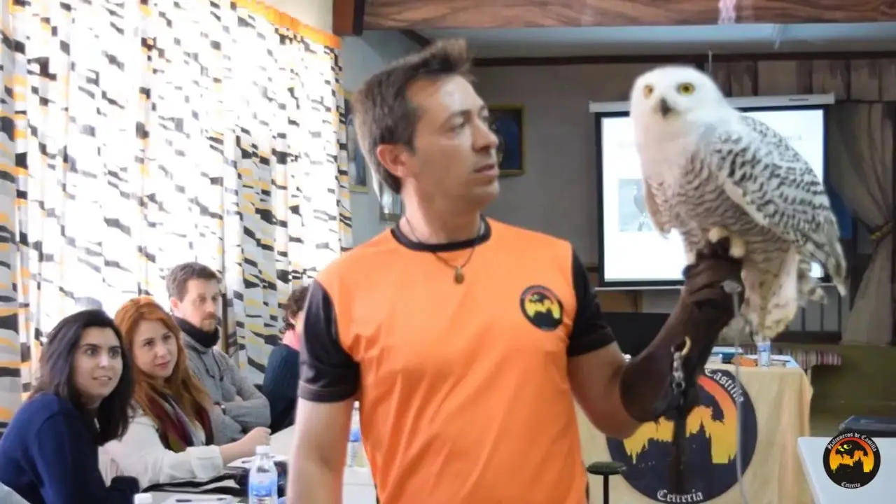 adiestramiento de aves rapaces - Cómo se llaman los que entrenan aves