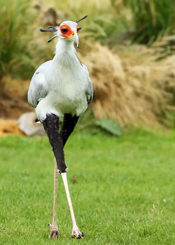 ave con patas cubierta de plumas - Cómo se llaman los vertebrados que tienen su cuerpo cubierto de plumas