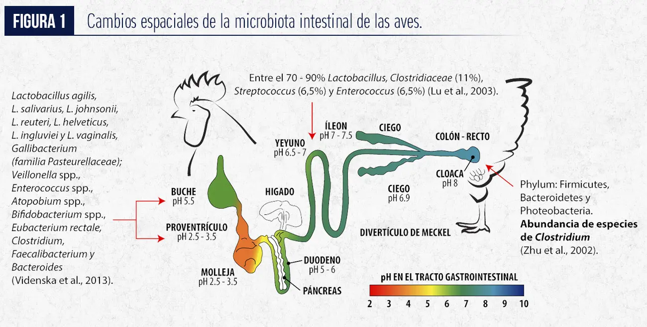 digestion de carbohidratos en aves - Cómo se lleva a cabo la digestión de los carbohidratos