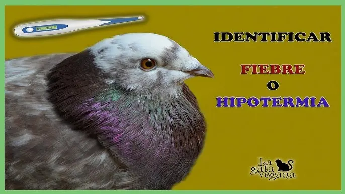 sintomas de hipotermia en aves - Cómo se manifiesta la hipotermia