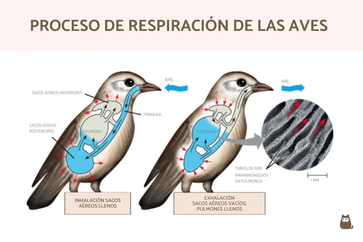 acidosis respiratoria en las aves - Cómo se manifiesta una acidosis respiratoria