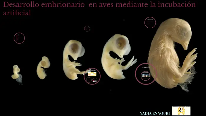 embriones de aves - Cómo se nutren los embriones de las aves