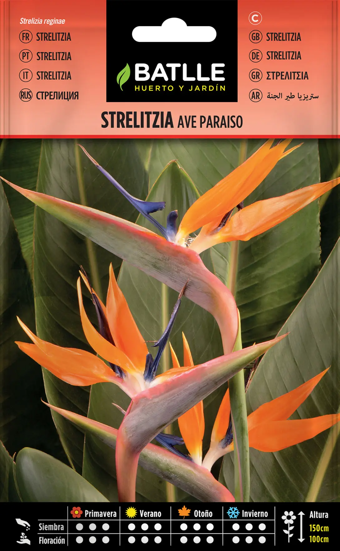 Semillas de ave del paraíso - Cómo se plantan las semillas de ave del paraíso semillas ave del paraiso - Cómo se plantan las semillas de ave del paraíso
