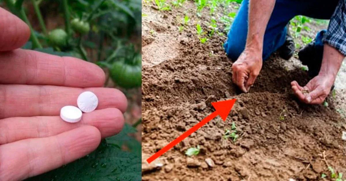 Aspirineta diluida en un litro de agua para aves: beneficios y recomendaciones - Cómo se prepara la aspirina para las plantas aspirineta diluida en un litro de agua aves - Cómo se prepara la aspirina para las plantas