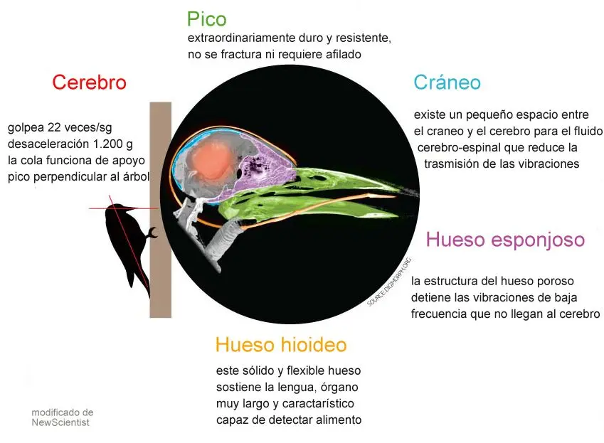 pajaro carpintero lengua - Cómo se protege el cerebro del pájaro carpintero